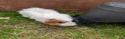 Guinea Pig rodents for sale: Male Guinea pigs - Advert 7