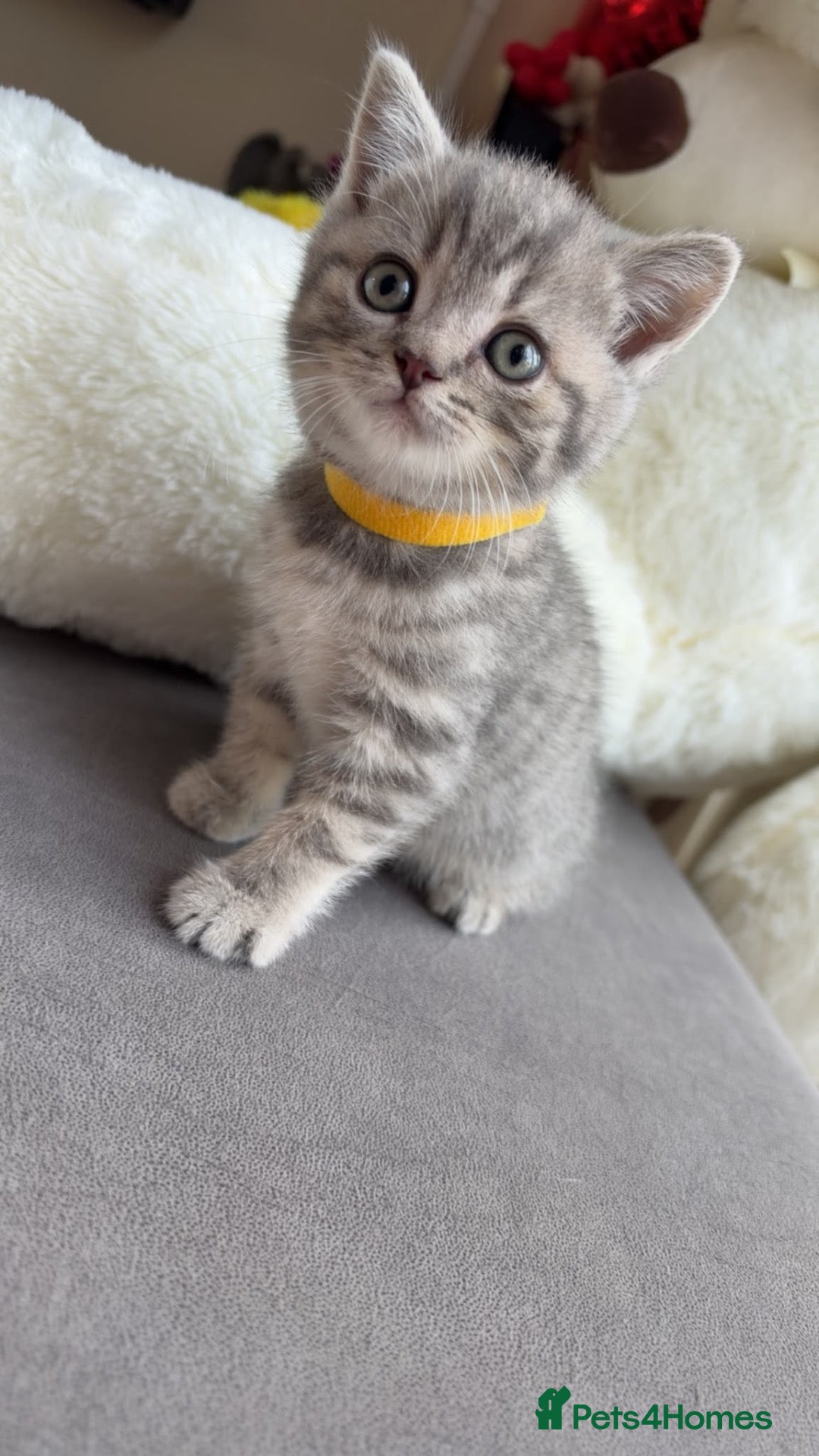 British Shorthair cats Adorable Stunning British Shorthair Kittens - Advert 2