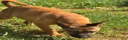 Mixed Breed dogs for sale: Adorable Bullmastiff x Malinois puppies!  in Kettering - Advert 2