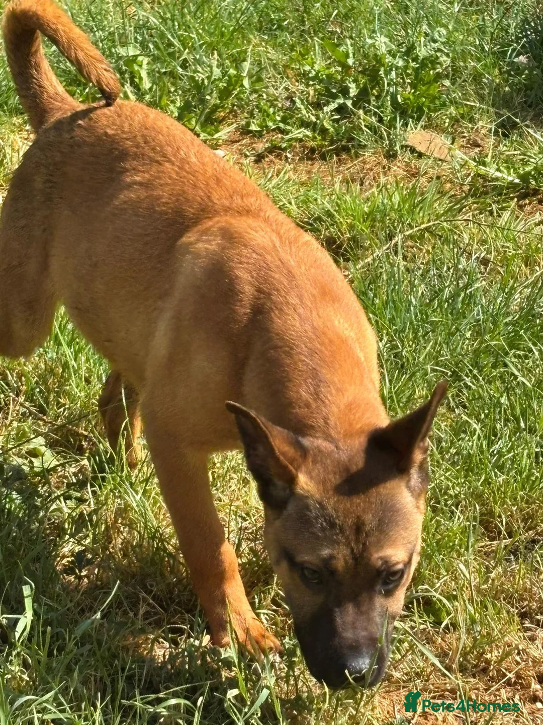Mixed Breed dogs for sale: Adorable Bullmastiff x Malinois puppies!  in Kettering - Advert 2