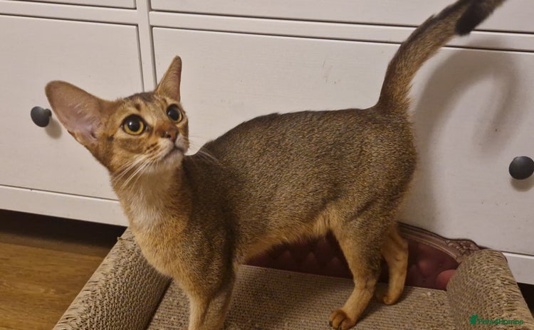 Abyssinian cats - Advert 2