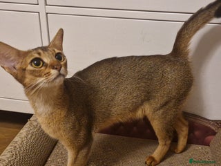 Abyssinian cats - Advert 2