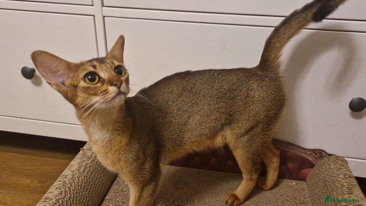Abyssinian cats - Advert 1