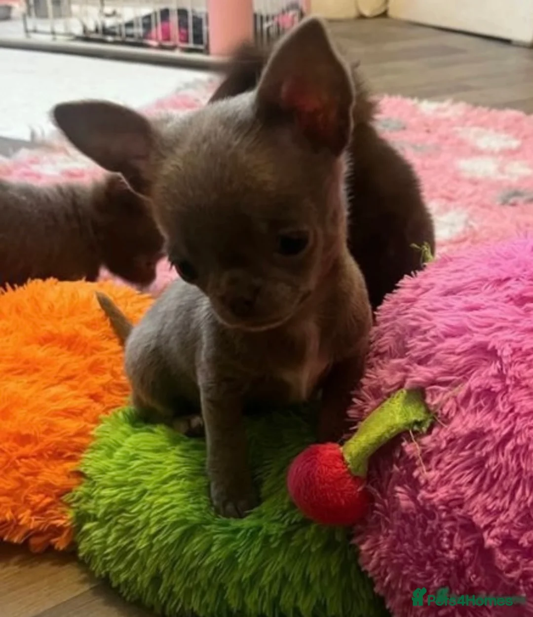 Chihuahua dogs for stud: STUNNING KC LILAC BOY FOR STUD DUTIES  in Birmingham - Advert 17