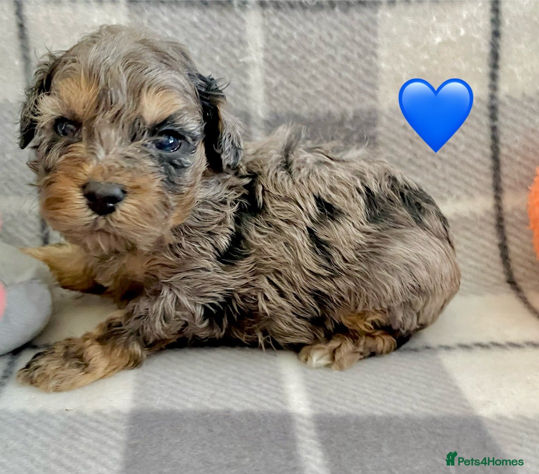 Cavapoo dogs for sale: 💖 F1B Cavapoo Puppies FULLY DNA TESTED 💖 - Image 3