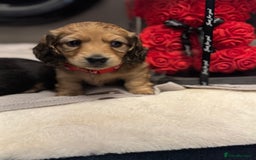 Miniature Dachshund dogs for sale: 1 YEAR OLD EXTRA TINI CREAM LONGHAIR DACHSHUND  in Sudbury - Image 8
