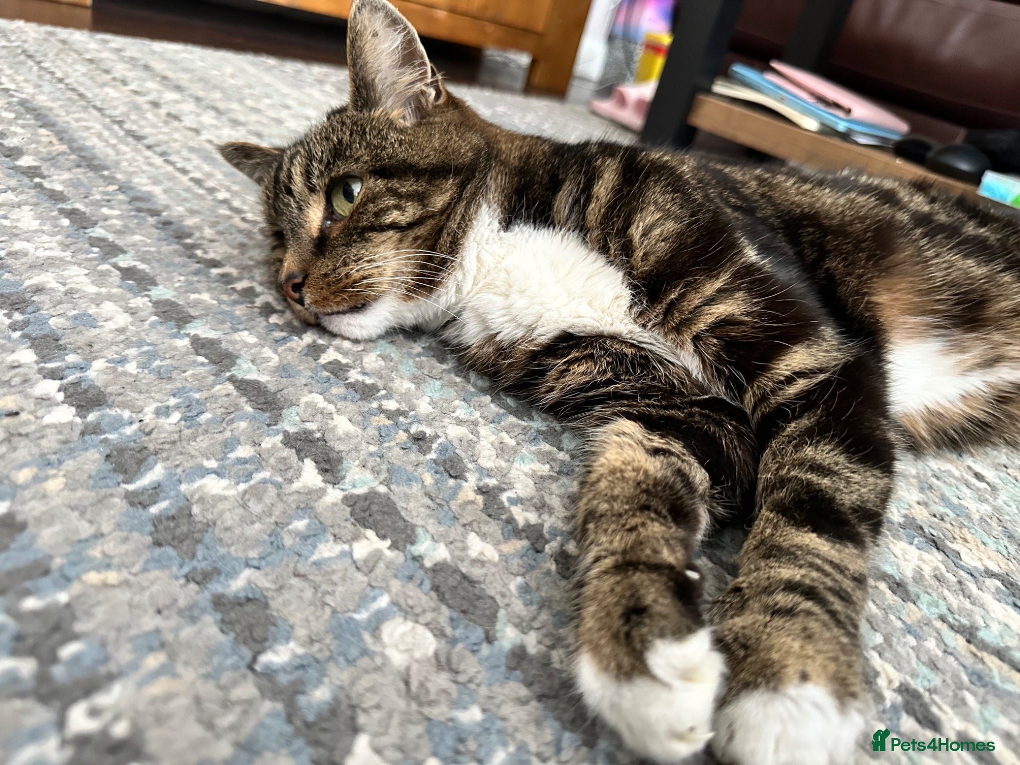 Mixed Breed cats Bailey needs a loving home - Advert 2