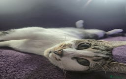 Domestic Shorthair cats for sale: Female cat - Image 4
