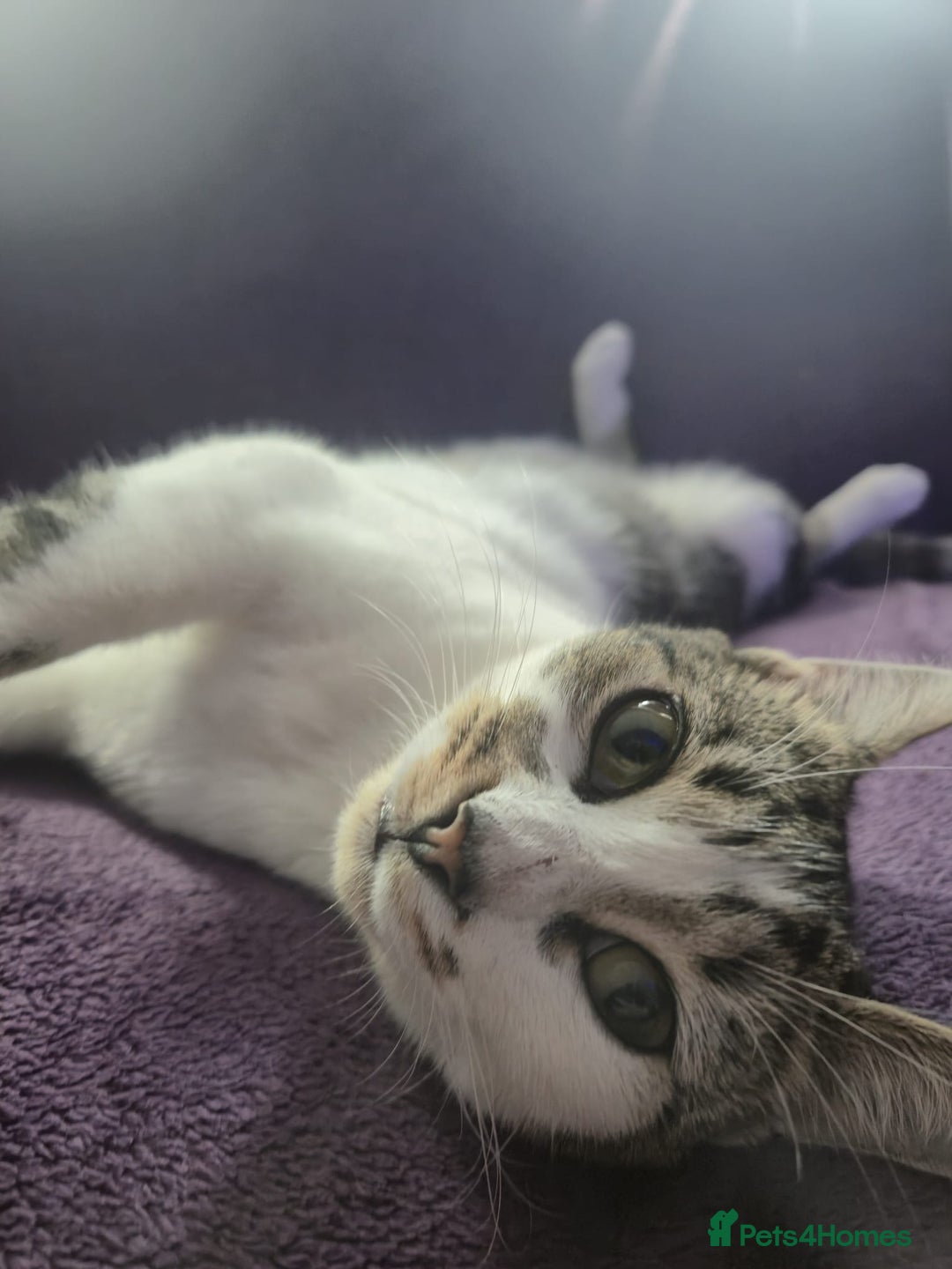Domestic Shorthair cats for sale: Female cat - Image 4