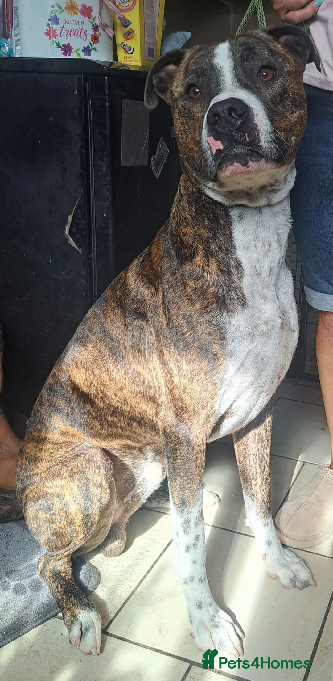Mixed Breed dogs for sale: Alaunt x  in Wisbech - Advert 2