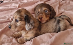 Miniature Dachshund dogs for sale: Long hair minature dachshunds - Image 25