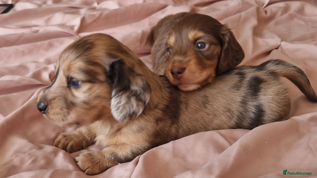 Miniature Dachshund dogs for sale: Long hair minature dachshunds - Image 25