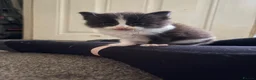 British Longhair cats for sale: Male kittens in Haddington - Advert 3