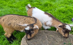 Goats livestock for sale: Disbudded twin pygmy goats, nanny & wether  - Image 1