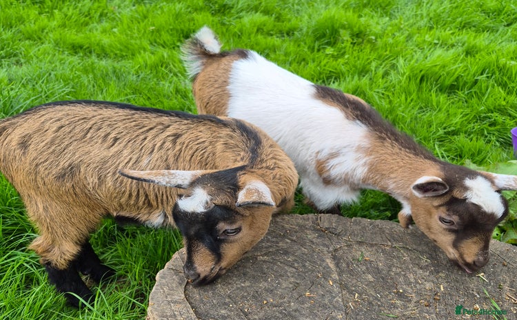 Goats livestock - Advert 1
