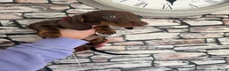 Dachshund dogs for sale: 3 male dachshund puppies   in Bridgend - Advert 7