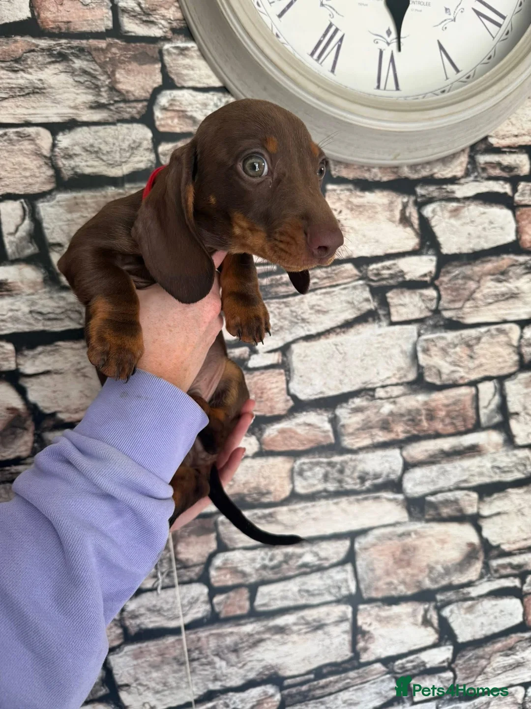 Dachshund dogs for sale: 3 male dachshund puppies   in Bridgend - Advert 7