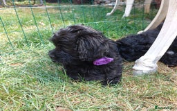Mixed Breed dogs for sale: Poodle-Pekingese (peekapoo) pups. Fully vaccinated - Image 2