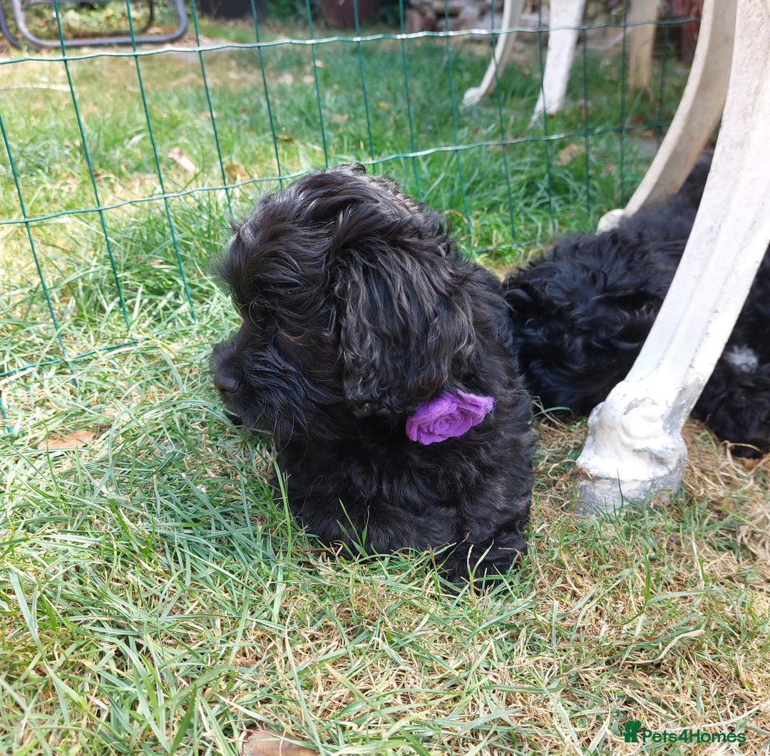 Mixed Breed dogs for sale: Poodle-Pekingese (peekapoo) pups. Fully vaccinated - Image 2