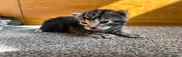 Mixed Breed cats for sale: 3 beautiful kittens for sale  in Ormskirk - Advert 7