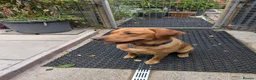 Labrador Retriever dogs for stud: Handsome Fox Red Labrador  - Advert 1