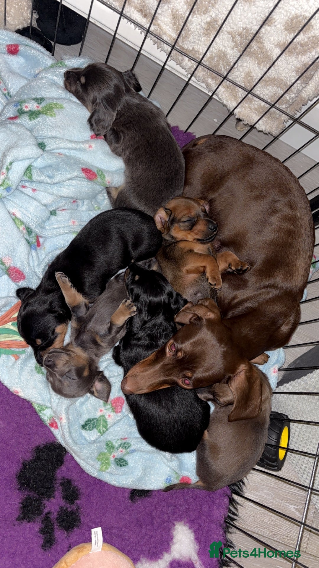Miniature Dachshund dogs for sale: Miniature shaded red boy available now  - Advert 16