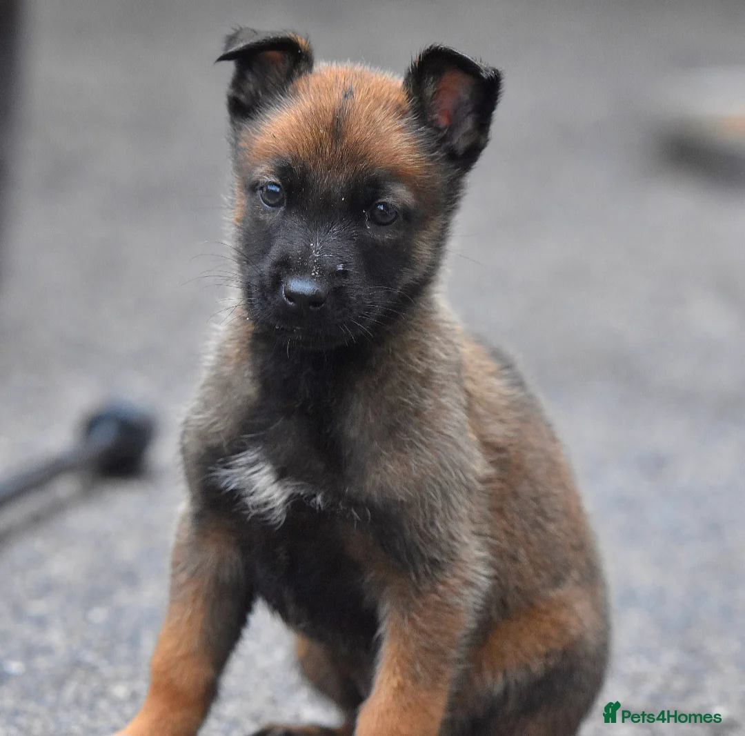 Belgian Shepherd Dog dogs for sale: Exclusive bloodlines  - Advert 10