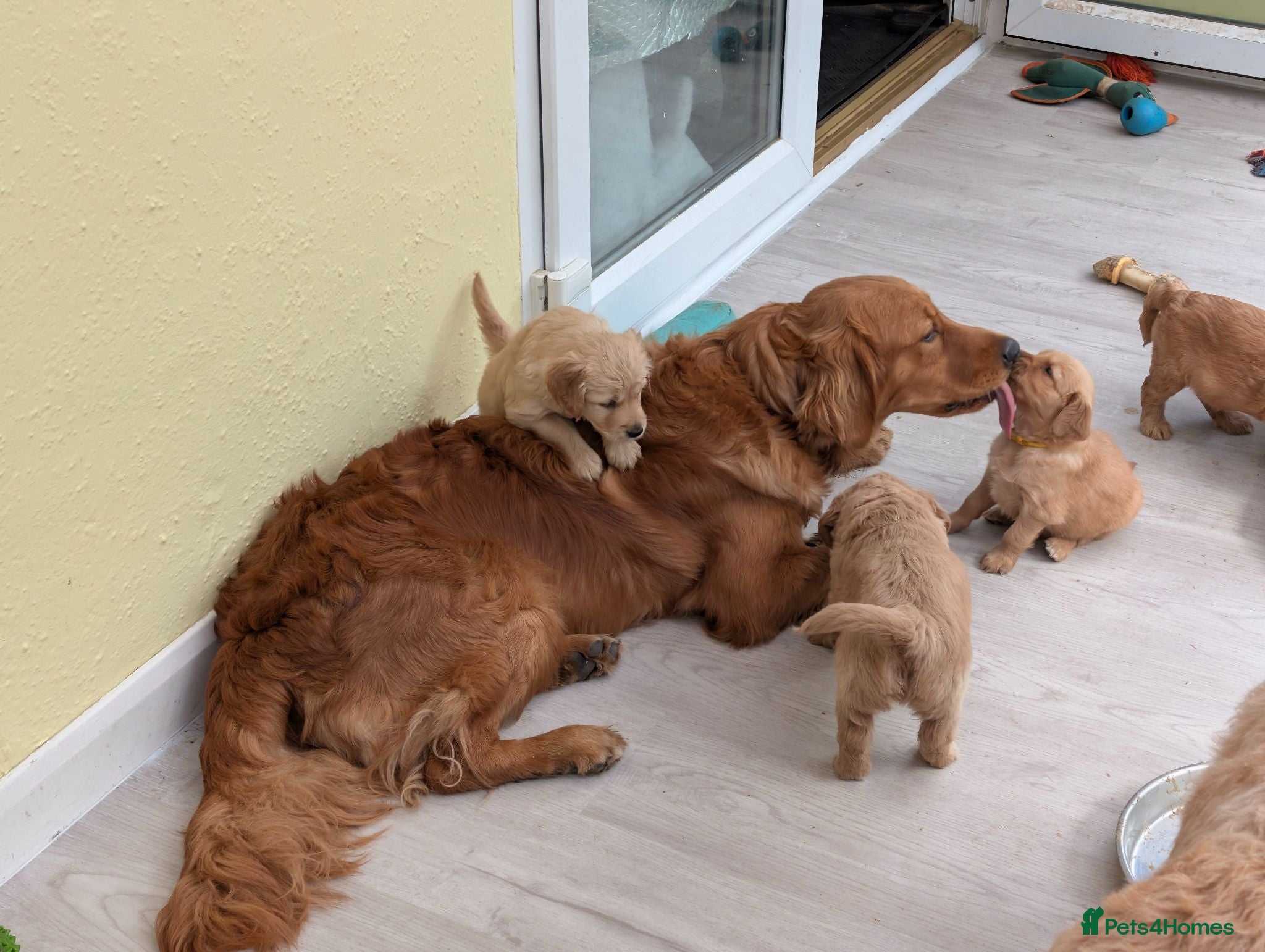 Mini Goldendoodle dogs Home-Raised F1b Miniature Goldendoodles - Advert 1