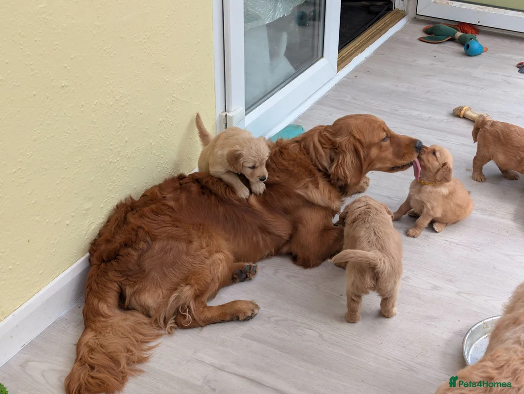 Mini Goldendoodle dogs for sale: Home-Raised F1b Miniature Goldendoodles - Advert 1