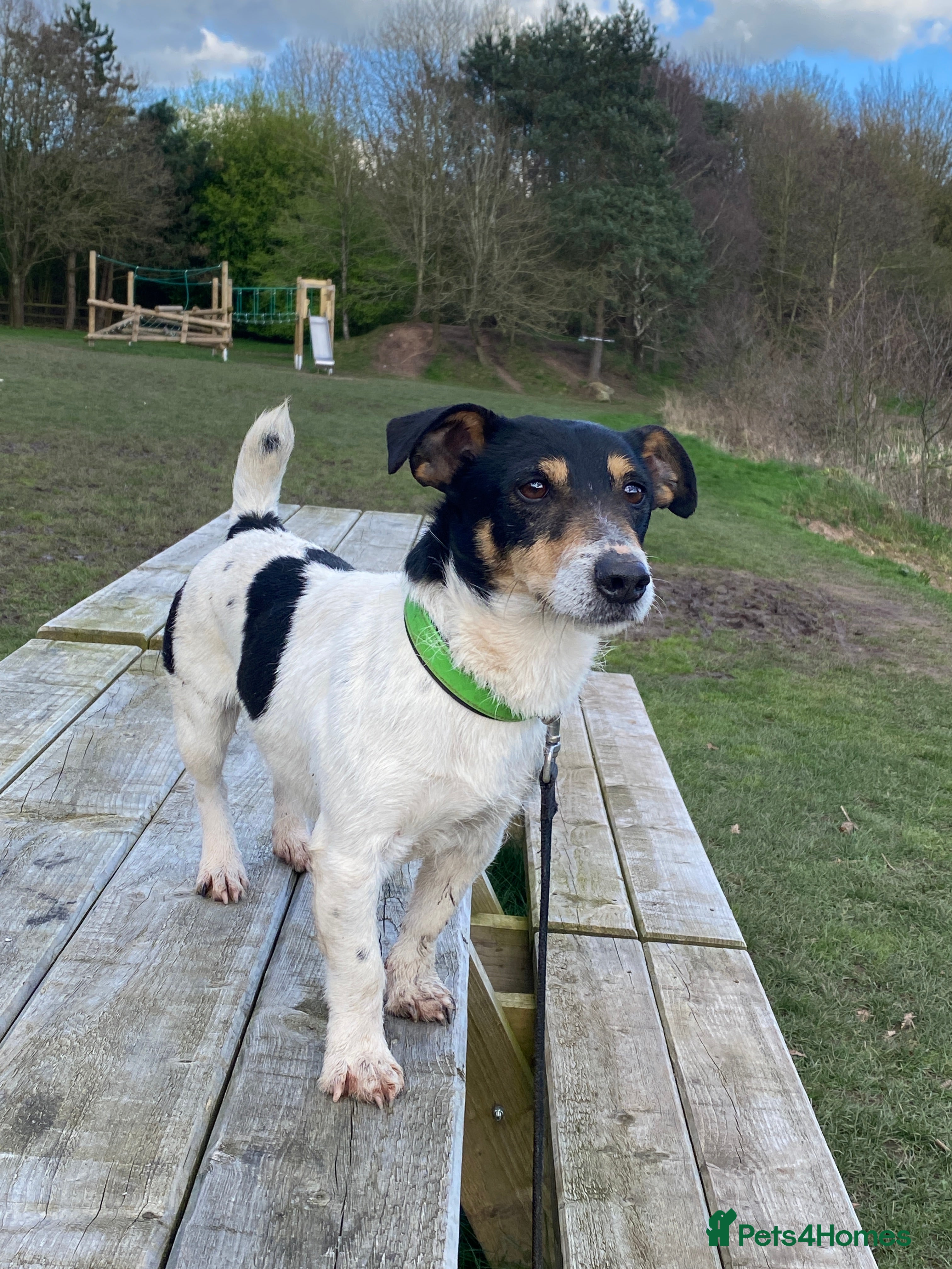 Jack Russell dogs Traditional Experienced Jack Russel for Stud - Advert 1