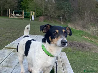 Jack Russell dogs Traditional Experienced Jack Russel for Stud - Advert 1