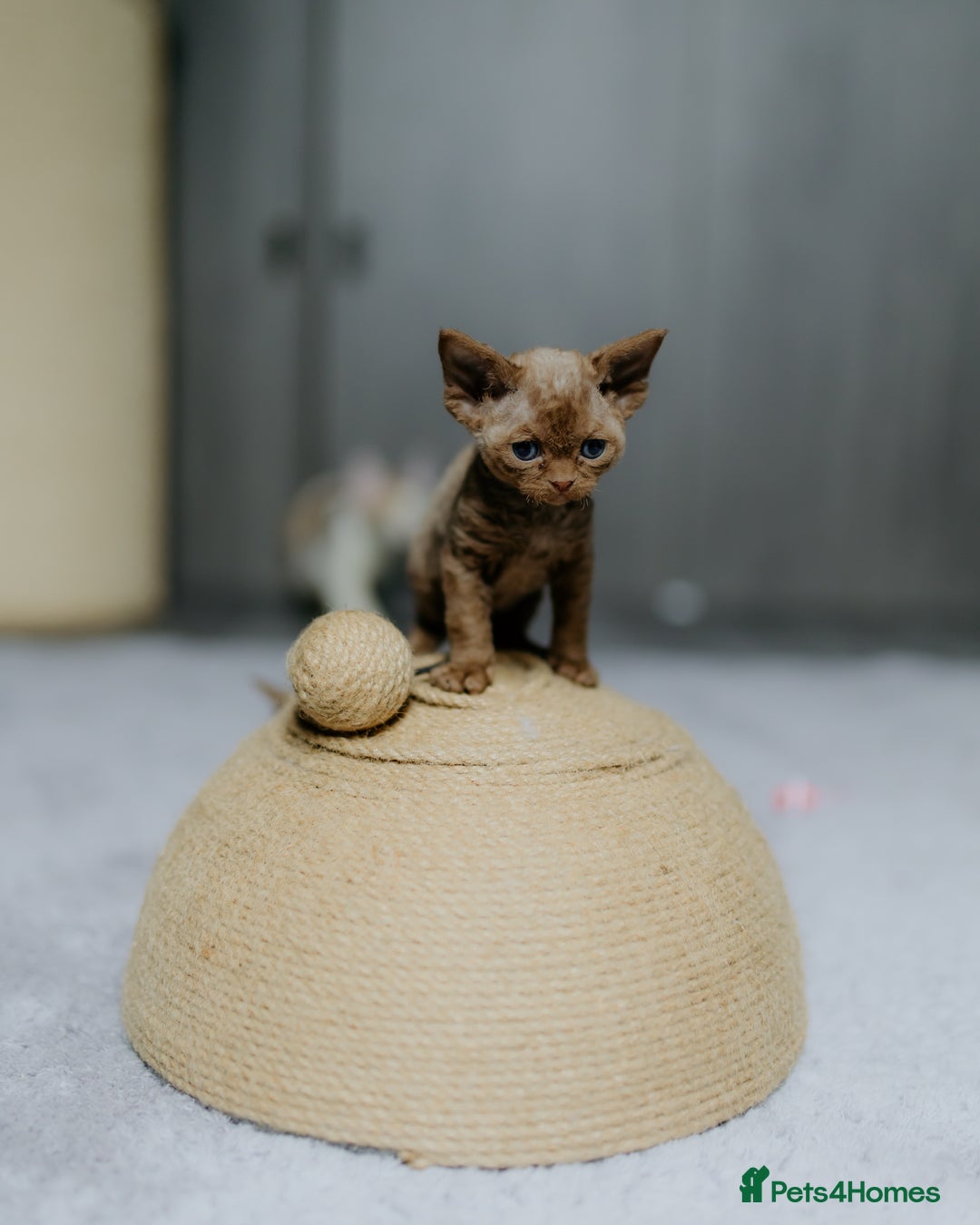 Devon Rex cats for sale: Adorable GCCF Registered DevonRex Kittens FOR SALE - Advert 6