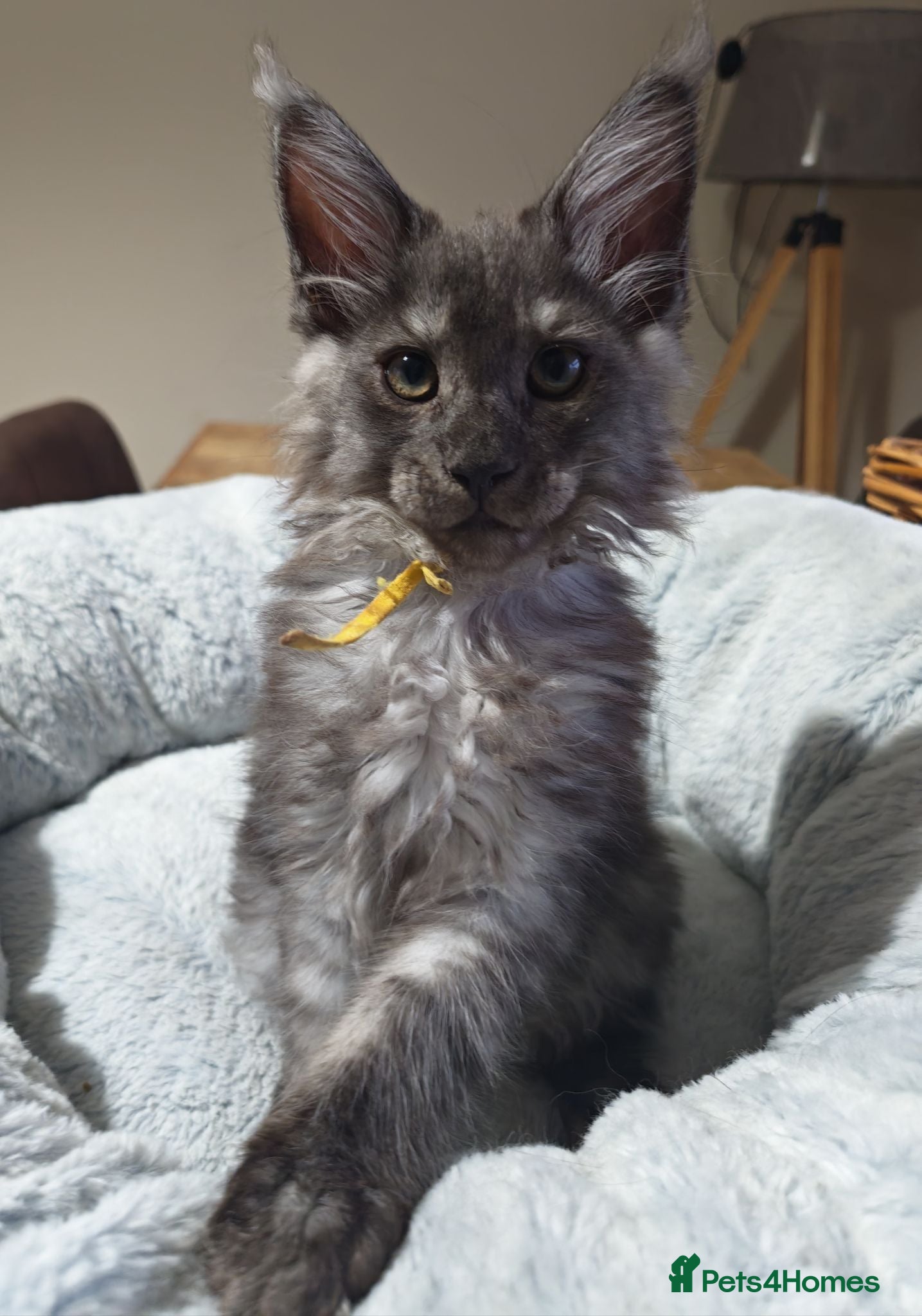 Maine Coon cats Stunning XL Black & Blue Smoke TICA Maine Coons - Advert 1