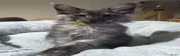 Maine Coon cats for sale: Stunning XL Black & Blue Smoke TICA Maine Coons - Advert 1