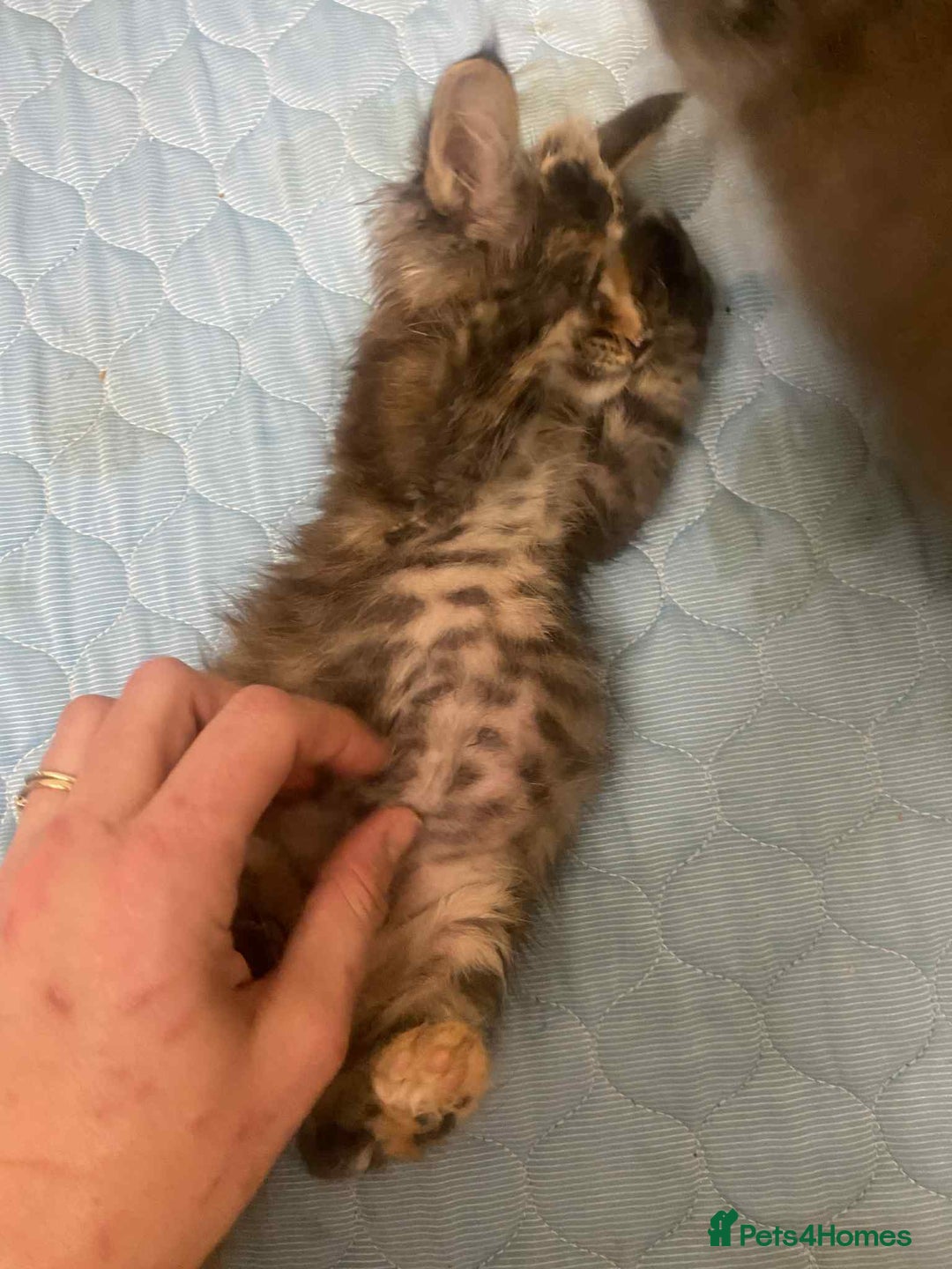 Maine Coon cats for sale: Xl mainecoon kittens full breed non reg  - Image 17
