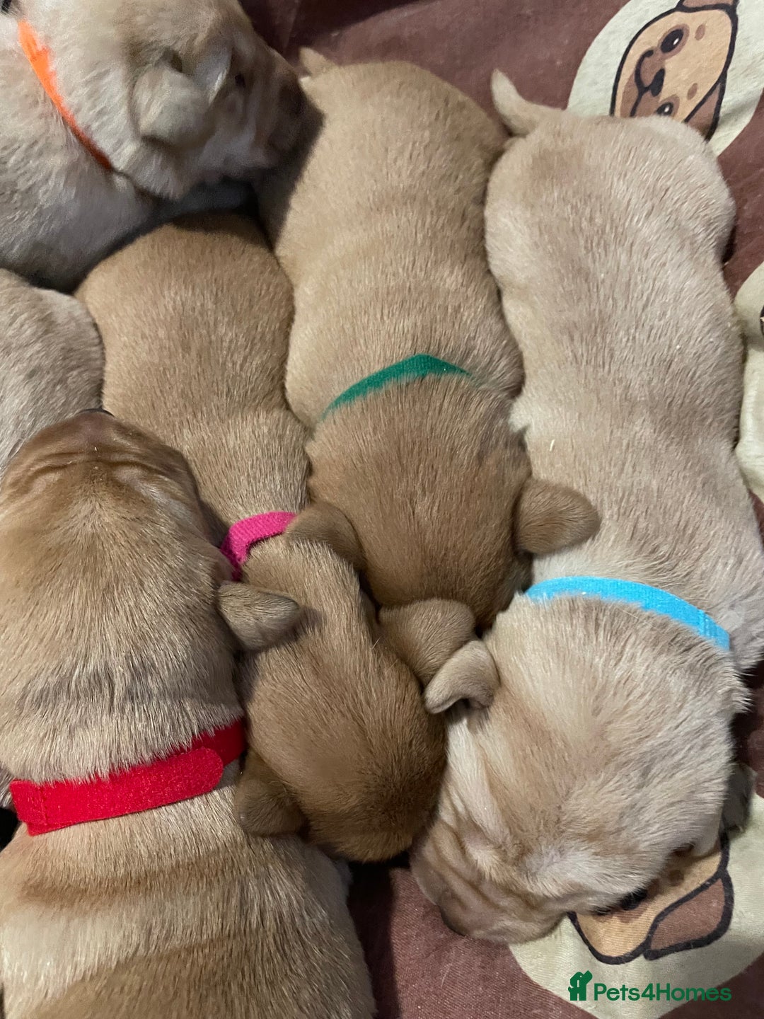 Labrador Retriever dogs for sale: KC Labrador pups ready 5th Jan 26 - Advert 7