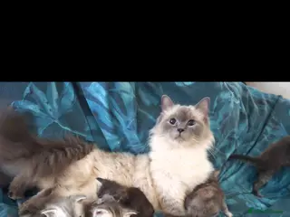 Mixed Breed cats Ragdoll cross maincoon kittens - Advert 14
