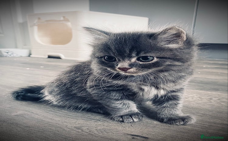 British Longhair cats - Advert 3