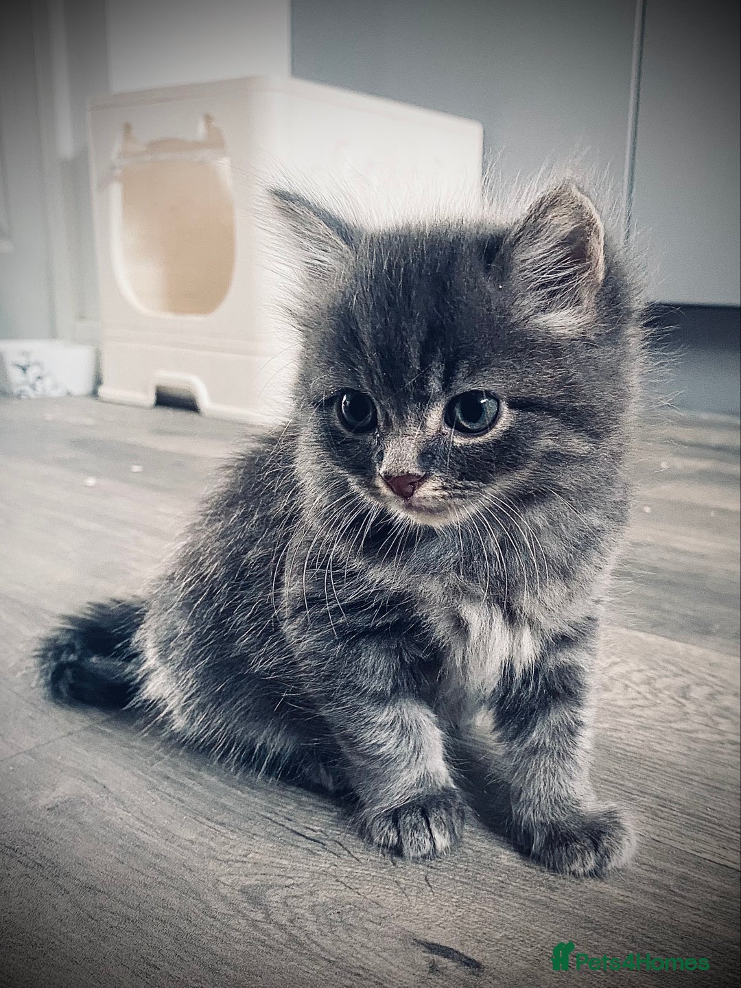 British Longhair cats for sale: 4 gorgeous fluffy kittens - Image 1