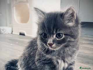 British Longhair cats - Advert 1