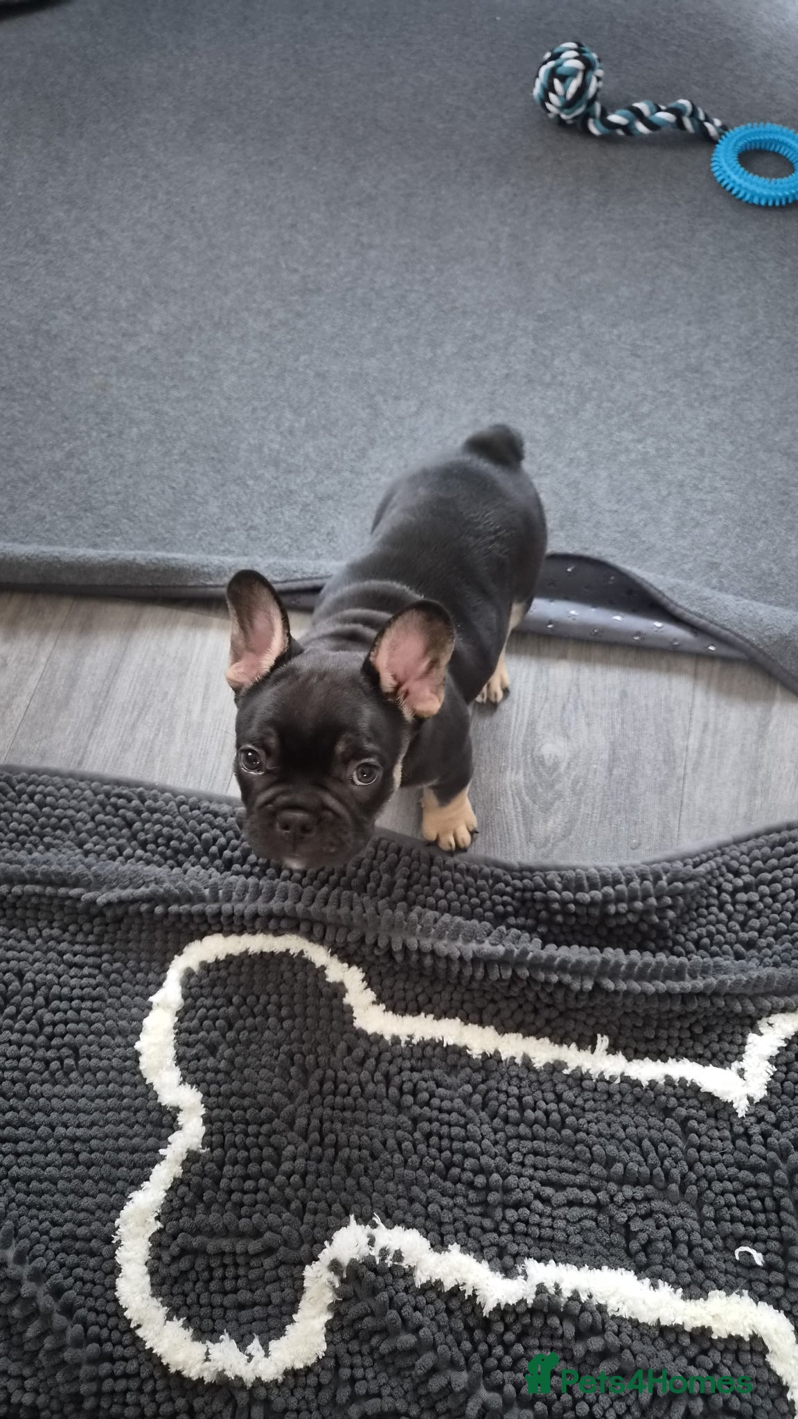 French Bulldog dogs FRENCH BULLDOGS  - Advert 10
