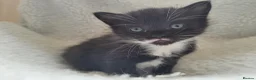 Mixed Breed cats for sale: 5 beautiful kittens - Advert 13