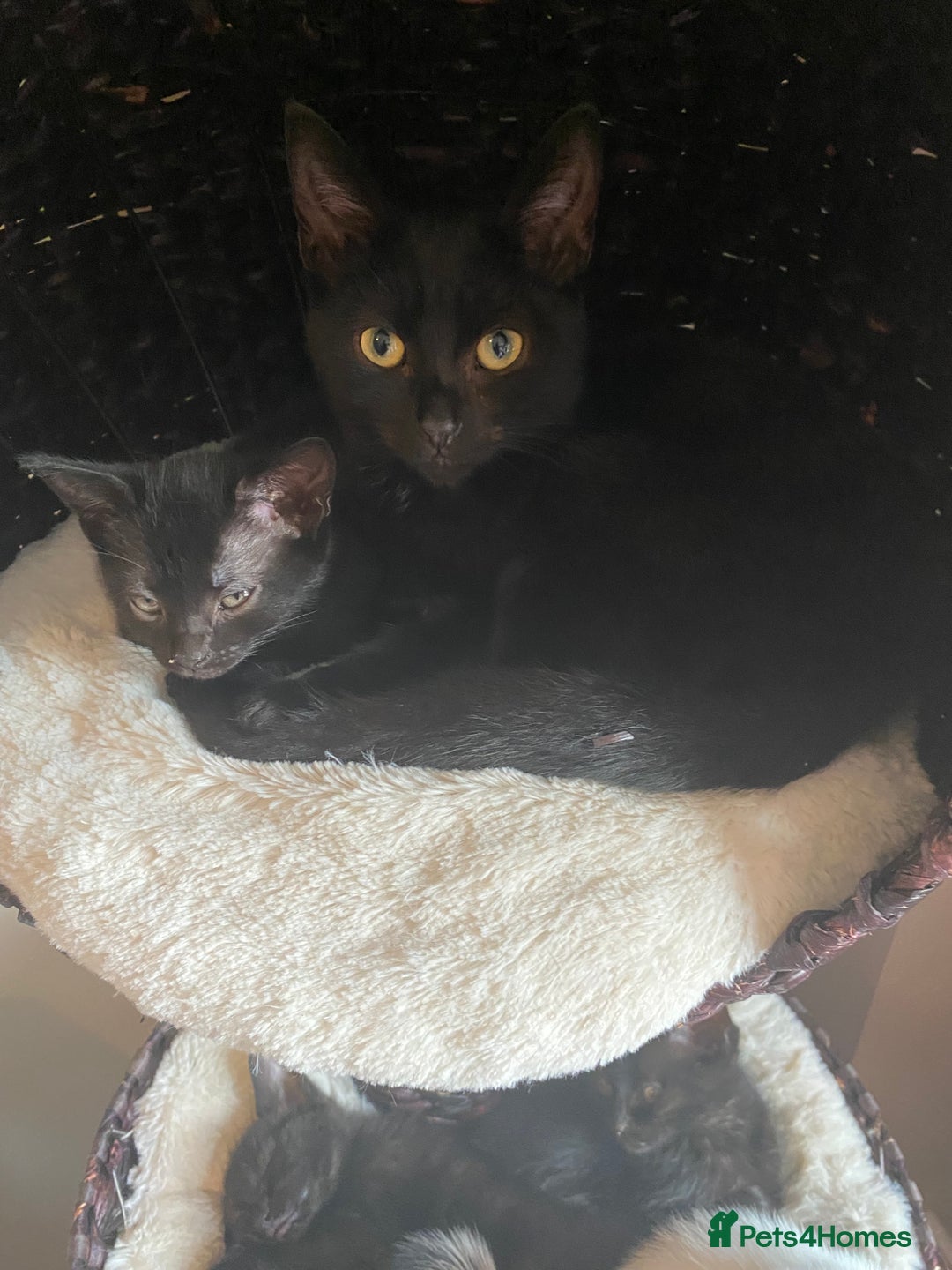 Mixed Breed cats for sale: Black/Black&White Kittens For Sale - Image 20