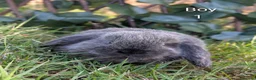 Mini Lop rabbits for sale: Pure Bred Mini Lops - Advert 7