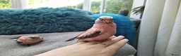 Cockatiels birds for sale: DNA sexed hand tamed cockatiels and Bourkes - Advert 18