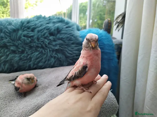 Cockatiels birds for sale: DNA sexed hand tamed Bourkes parakeets - Advert 2