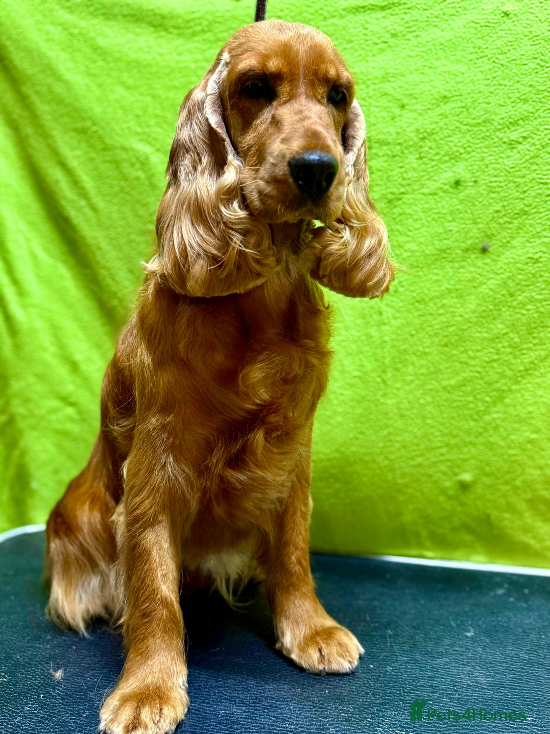 Cocker Spaniel dogs for adoption: Hazel’s Story: Left Behind, Fighting to Survive - Image 8
