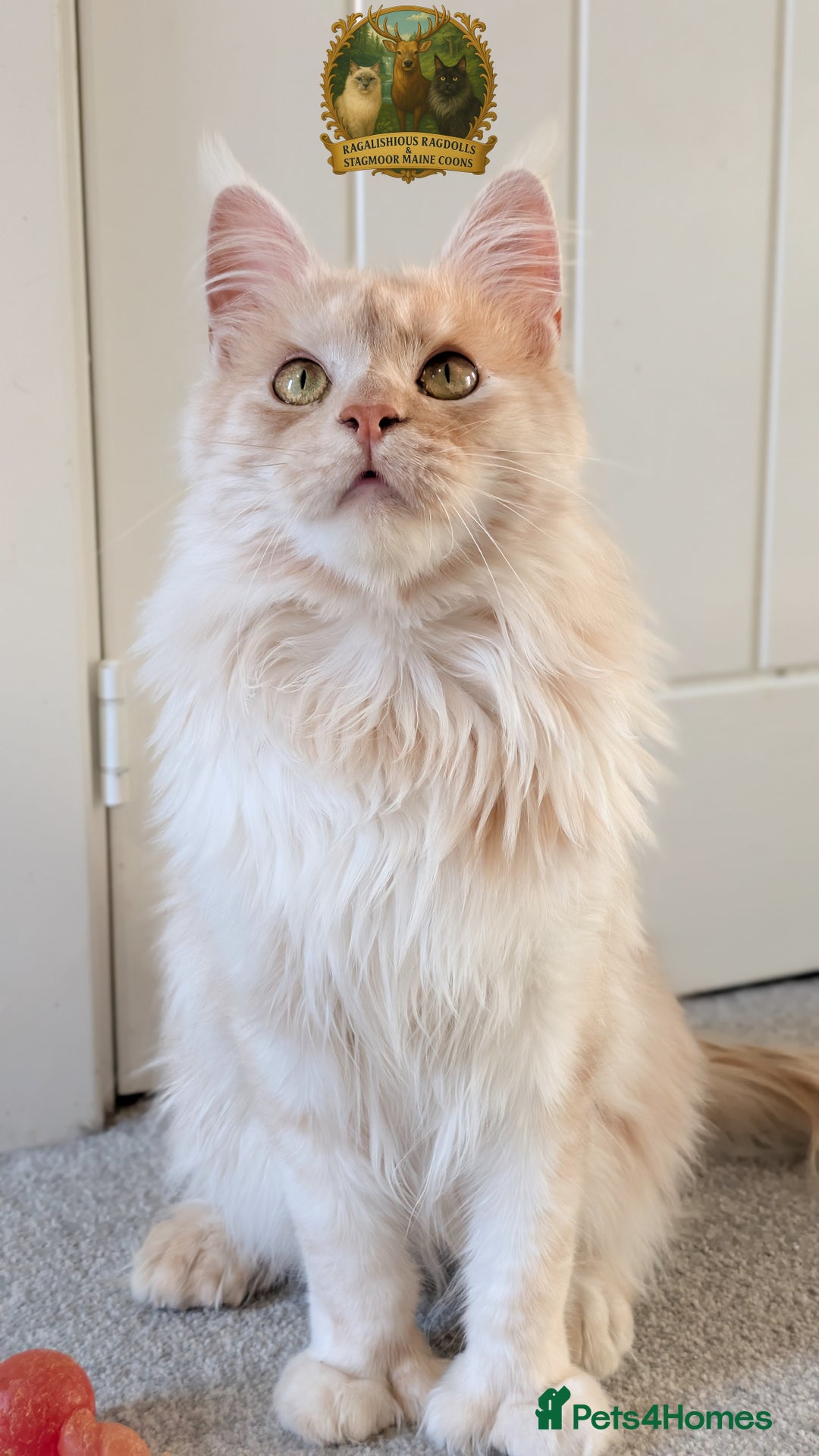 Maine Coon cats for stud: High Red Smoke 66/66 Polydactyl European line - Advert 5