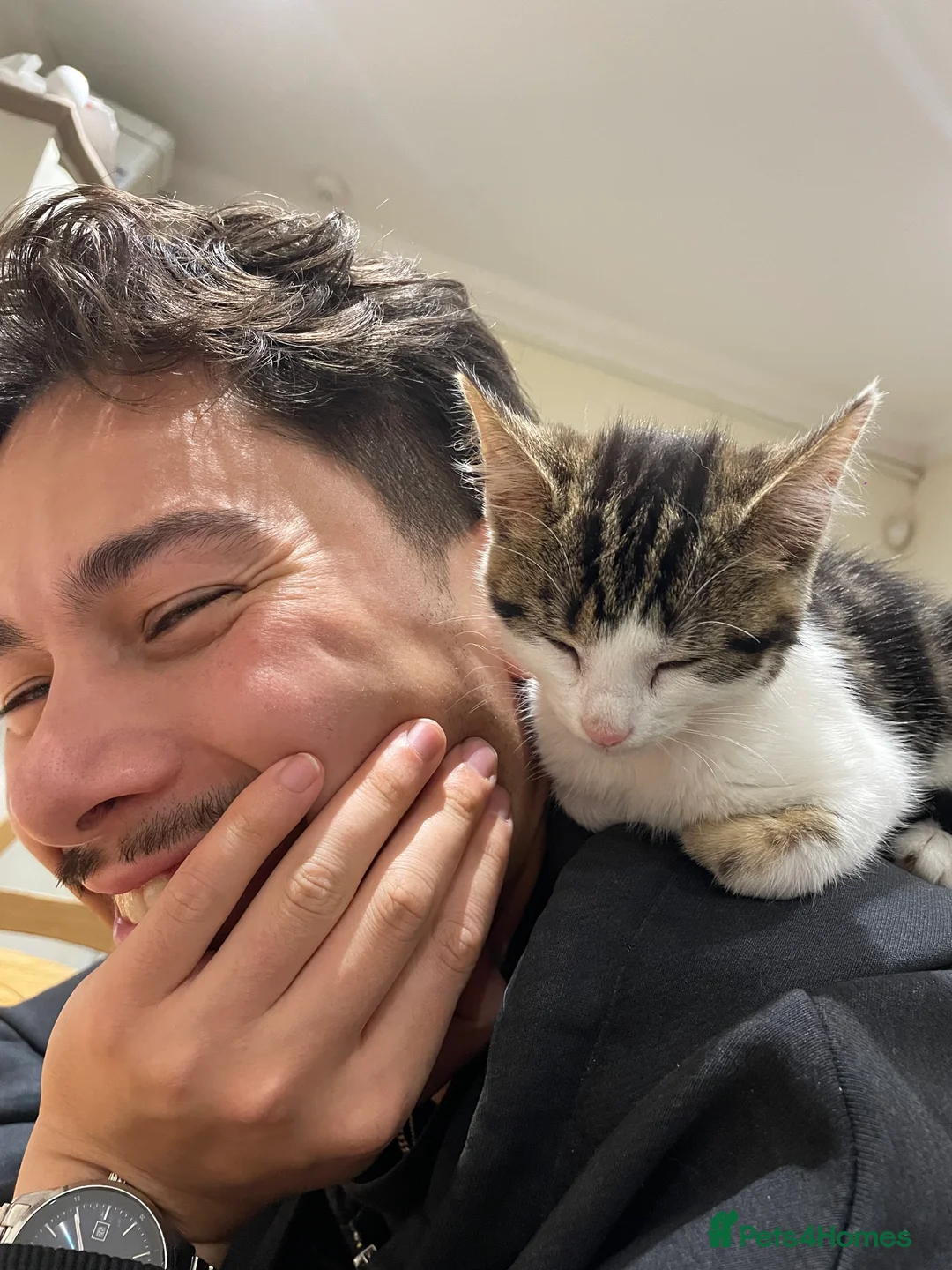 Mixed Breed cats for sale: Beautiful Playful Young Cats - Advert 15