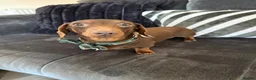 Miniature Dachshund dogs for stud: Miniature Dachshund to Stud in Southampton - Advert 1